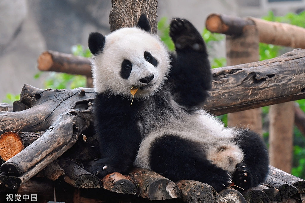 Chengdu City PASS